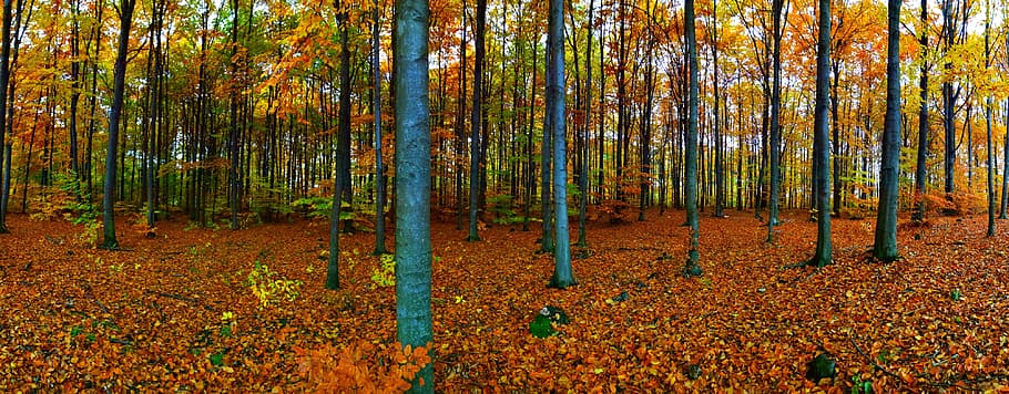 Forest, Autumn, Foliage, Tree, Nature, autumn leaves, autumn gold HD wallpaper