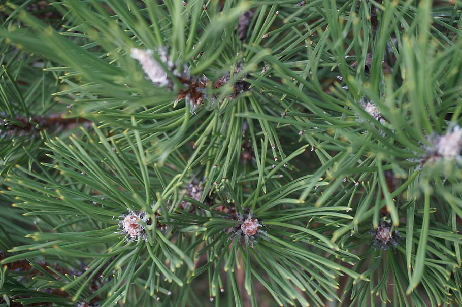 pine, tree, forest, needles, green, evergreen tree, coniferous HD wallpaper