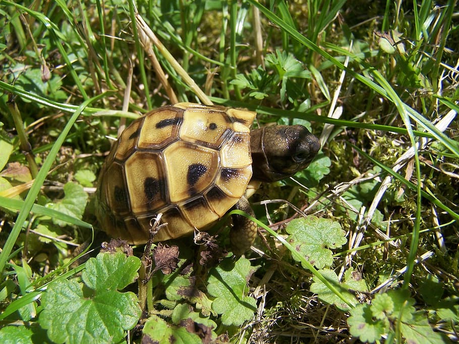 tortoise, baby turtle, greek tortoise, panzer, armored, reptile, HD wallpaper