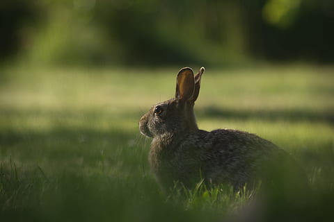 brown rodent on green grass selective focus photography, selected focus photo of a gray rabbit on grass field HD wallpaper