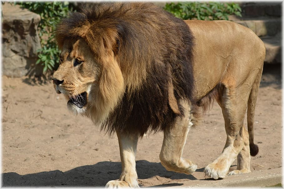 closeup photo of a lion, king, predator, big cat, feline, animal HD wallpaper
