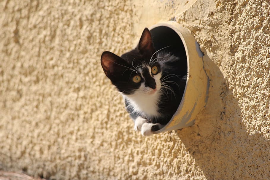 black and white cat in bowl, 3sixty, kitten, cat in tube, greece, HD wallpaper