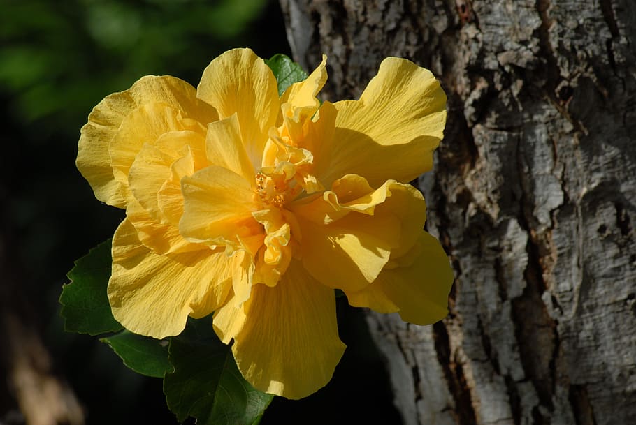 tulip, flora, plants, yellow, flowering plant, fragility, beauty in nature HD wallpaper