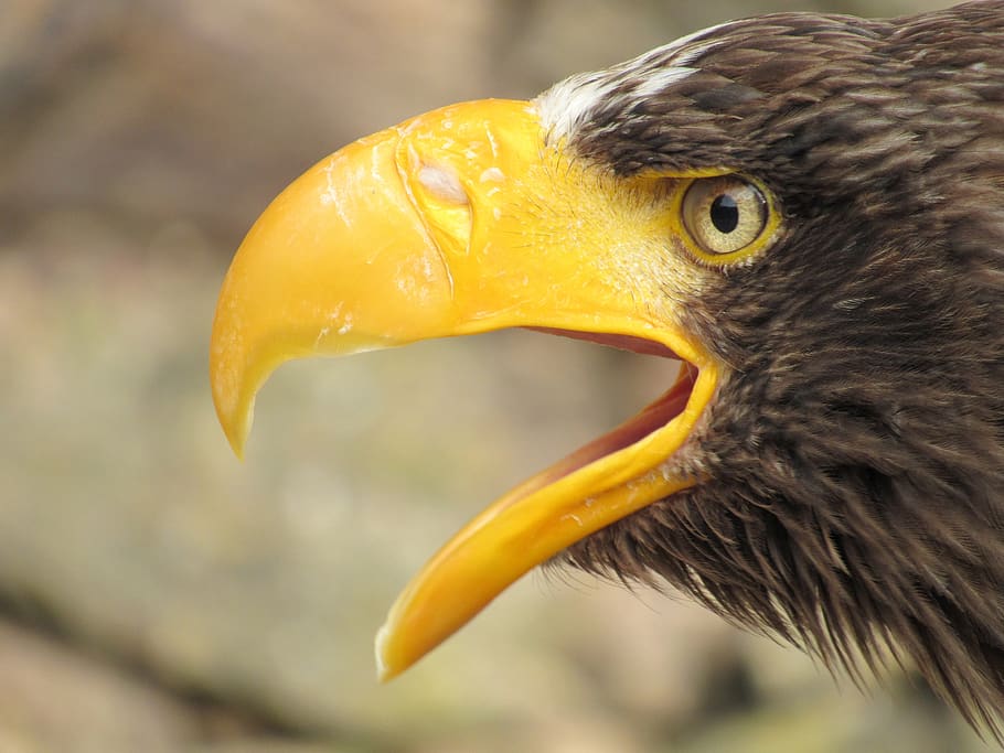 eagle, carnivore, sky, pen, bird, animals in the wild, animal wildlife HD wallpaper