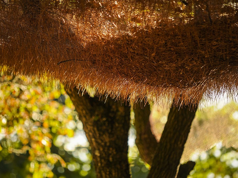 leaves, pine needles, tree, plant, no people, close-up, nature HD wallpaper