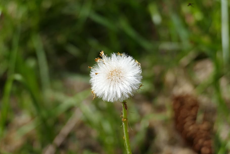 Dandelion, Macro, Nature, Seeds, flower, plant, close-up, summer HD wallpaper