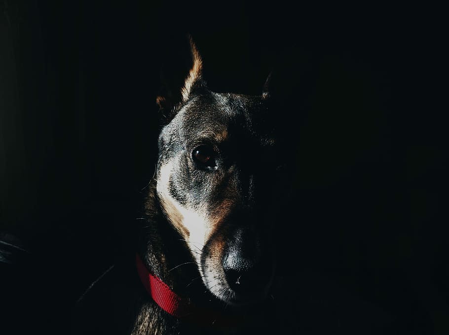 black and brown dog photography, selective focus photography of tan and black Doberman pinscher HD wallpaper