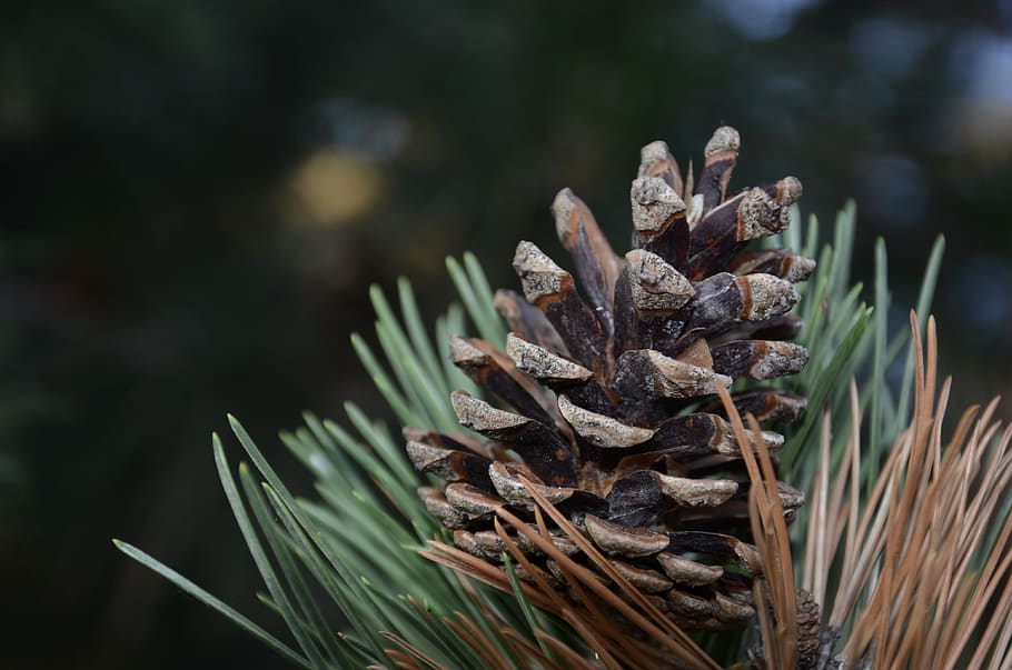 pine, trees, coniferous, plant, focus on foreground, growth HD wallpaper