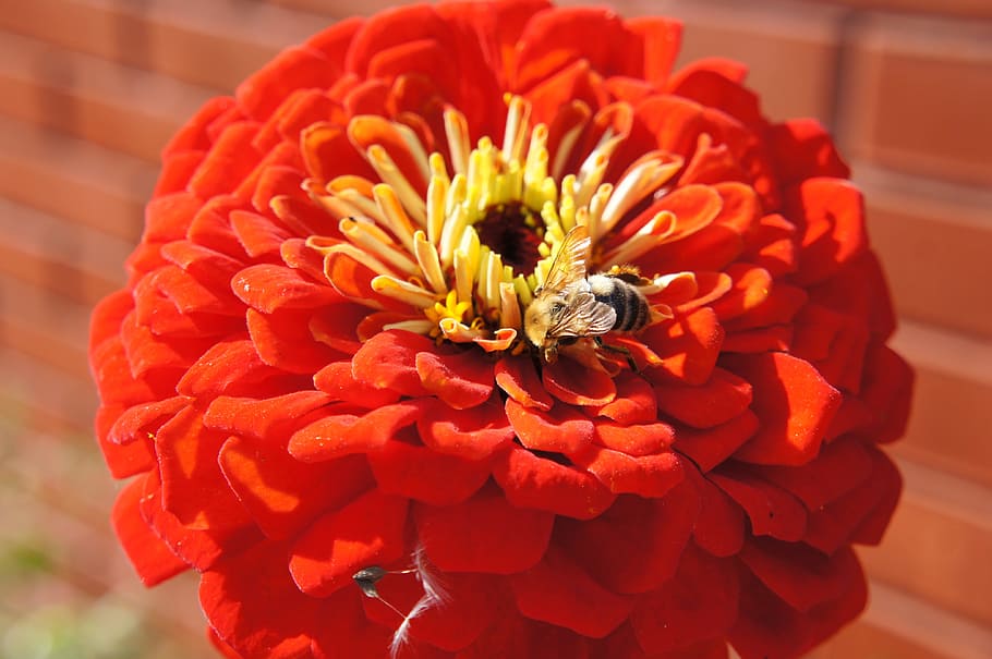 flowers, bumblebee, insect, garden flower, nature, flower bed HD wallpaper