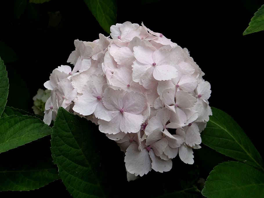 hydrangea, flower, light pink, blossom, botanical, vulnerability HD wallpaper