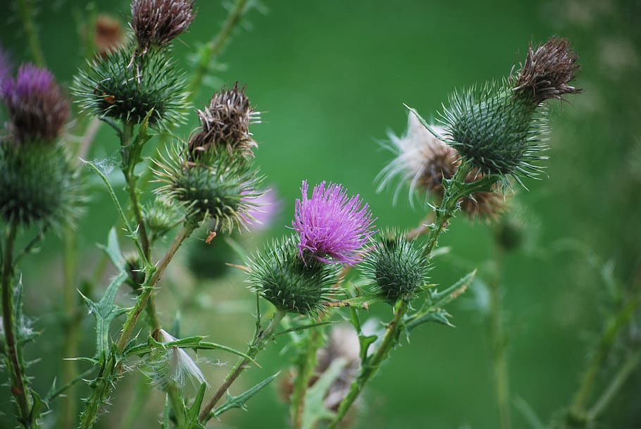 thistle, flower, prickly, plant, growth, flowering plant, beauty in nature HD wallpaper