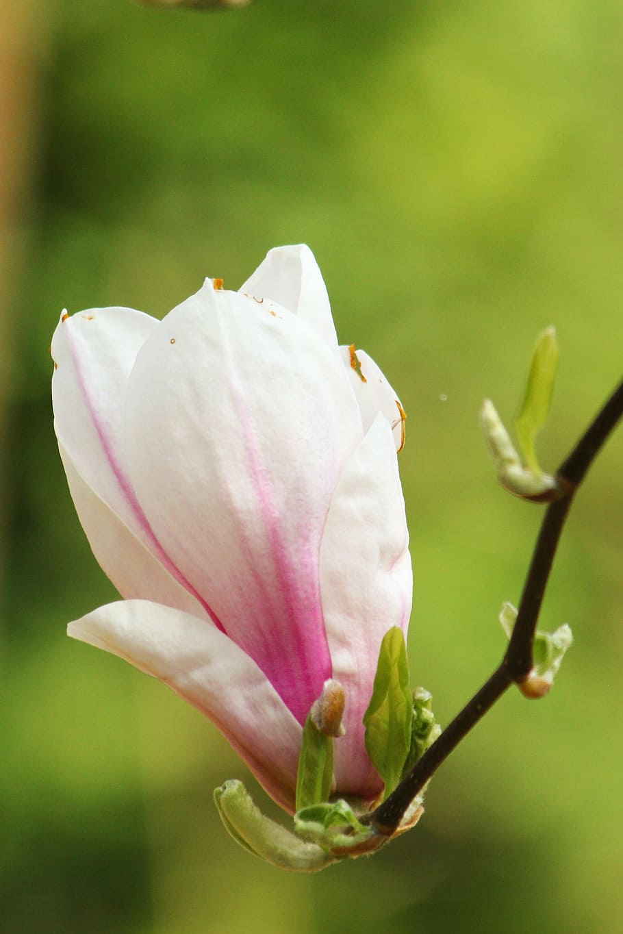 magnolia, blossom, bloom, spring, pink, flower tree, flourishing tree HD wallpaper