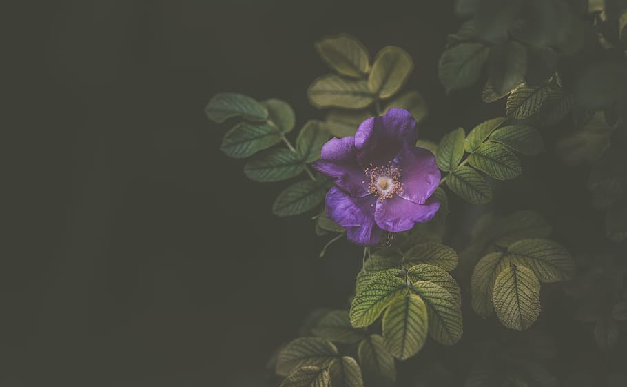 violet, flower, petal, bloom, nature, plant, garden, dark, flowering plant HD wallpaper