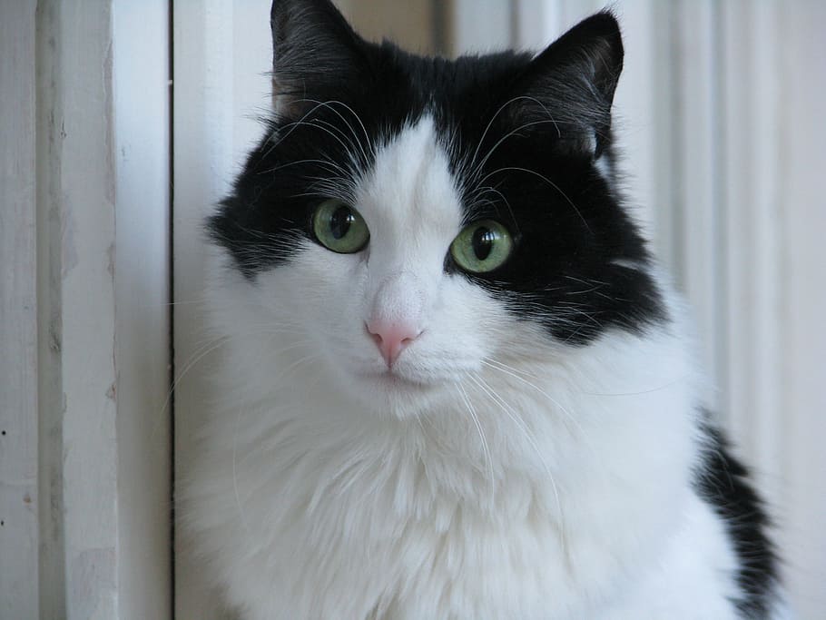 long-coated cat looking at camera, views, eyes, housecat, pet, HD wallpaper