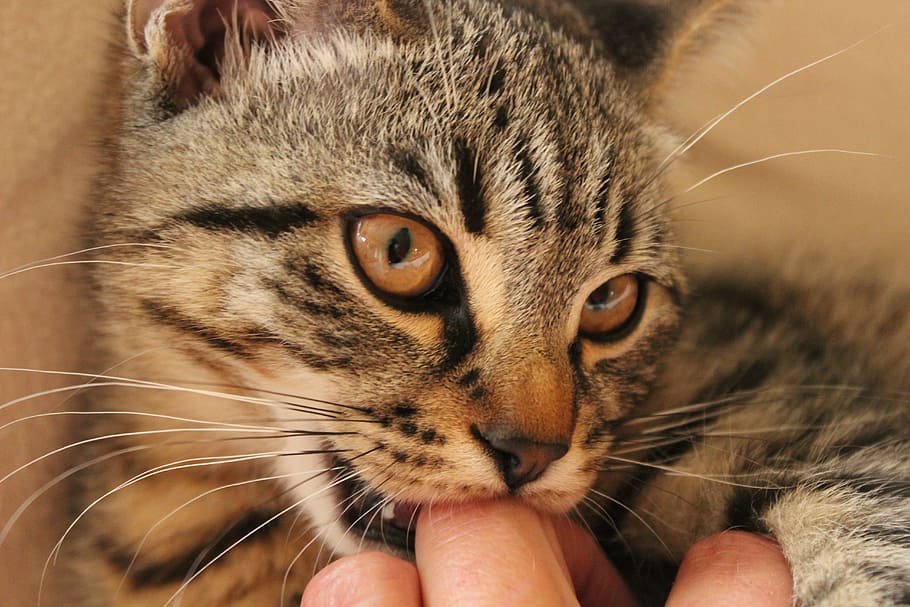 closeup photo of brown tabby cat, nibble, domestic Cat, pets HD wallpaper