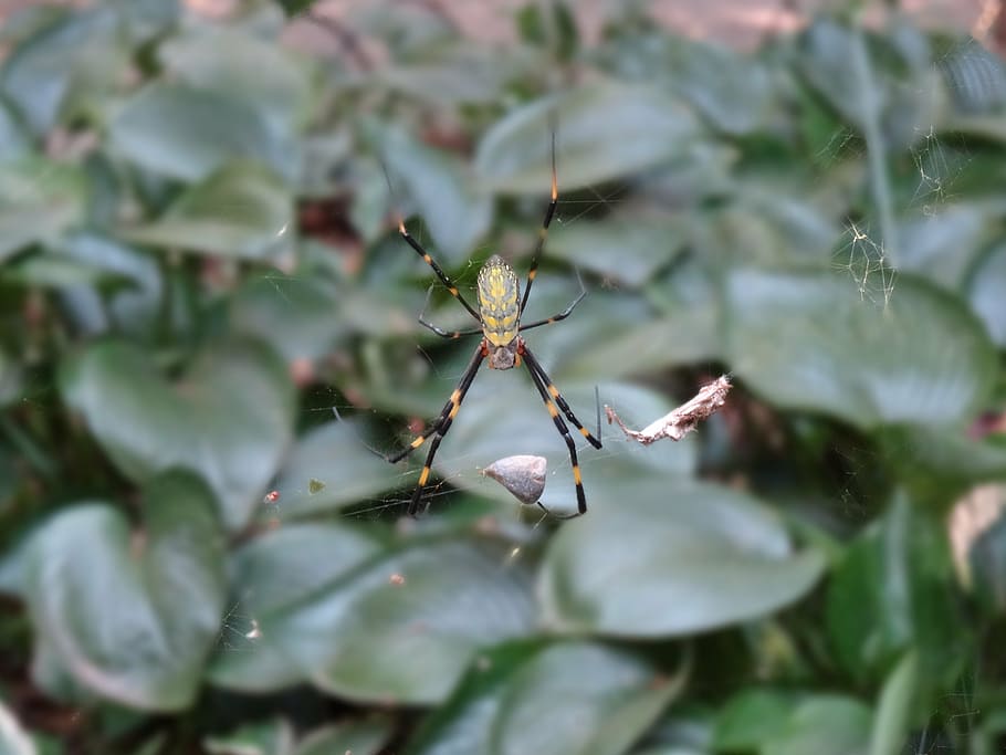 spider, web, forest, plant, growth, close-up, plant part, leaf HD wallpaper