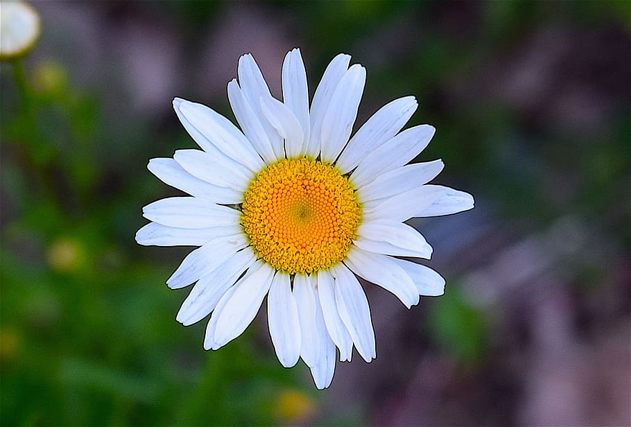 Daisy, Fresh, Nature, Floral, bright, summer, flower, blossom HD wallpaper