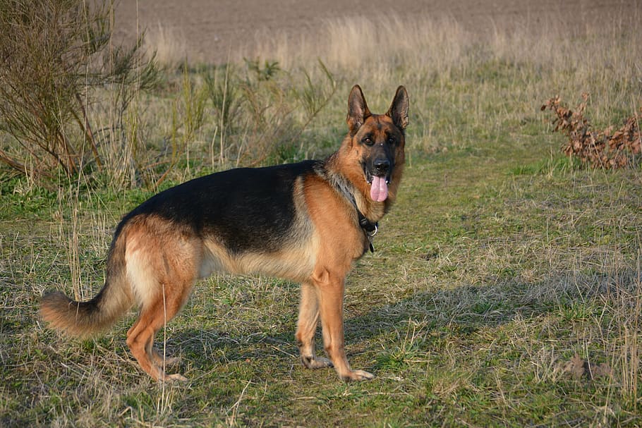 almind, denmark, dog, german Shepherd, pets, animal, purebred Dog HD wallpaper