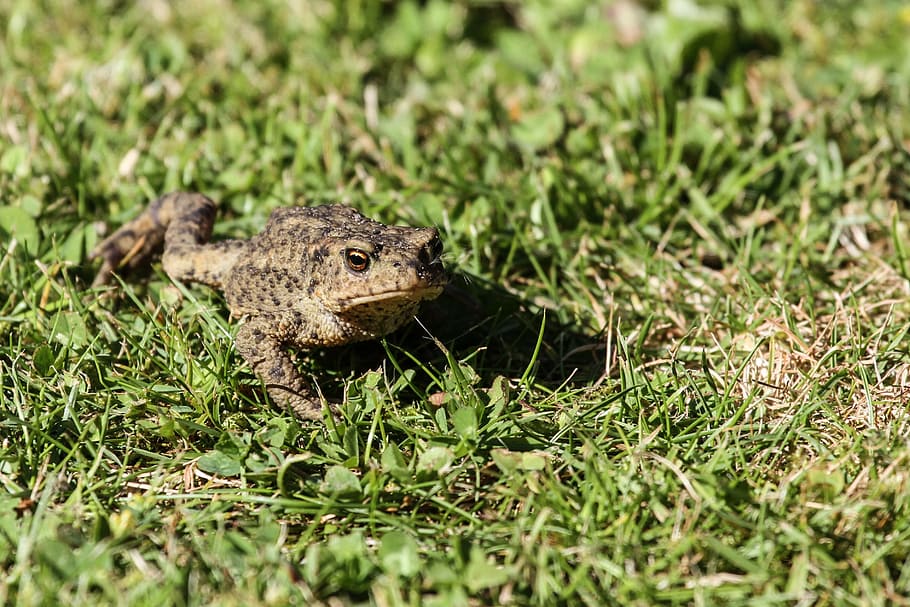 common toad, frog, amphibian, animal, real toad, animal wildlife HD wallpaper