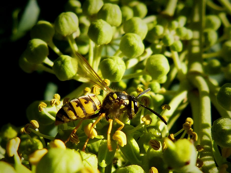 wasp, yellow, black, insect, animals in the wild, invertebrate HD wallpaper
