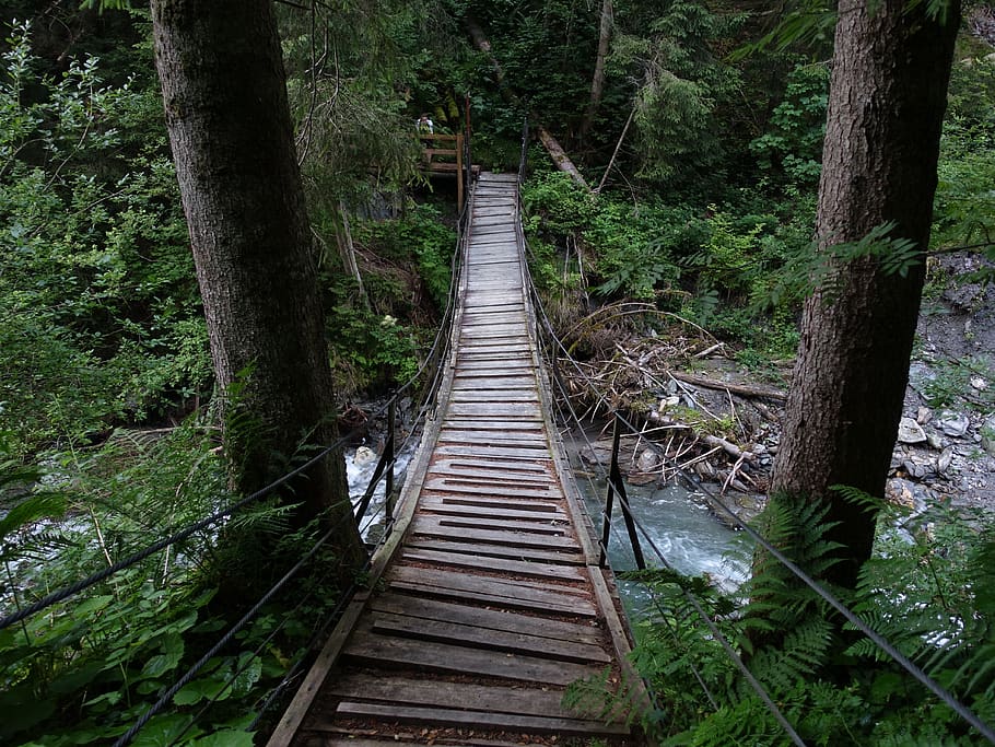 suspension bridge, forest, bach, tree, plant, direction, growth HD wallpaper