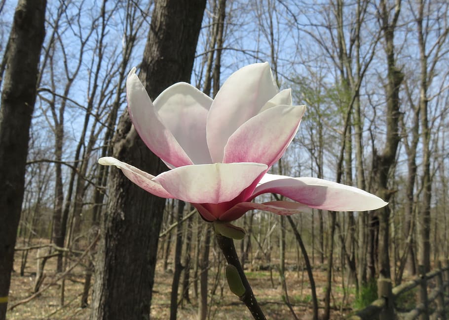 flower, blossom, tree flower, spring, bloom, petal, white, pink HD wallpaper