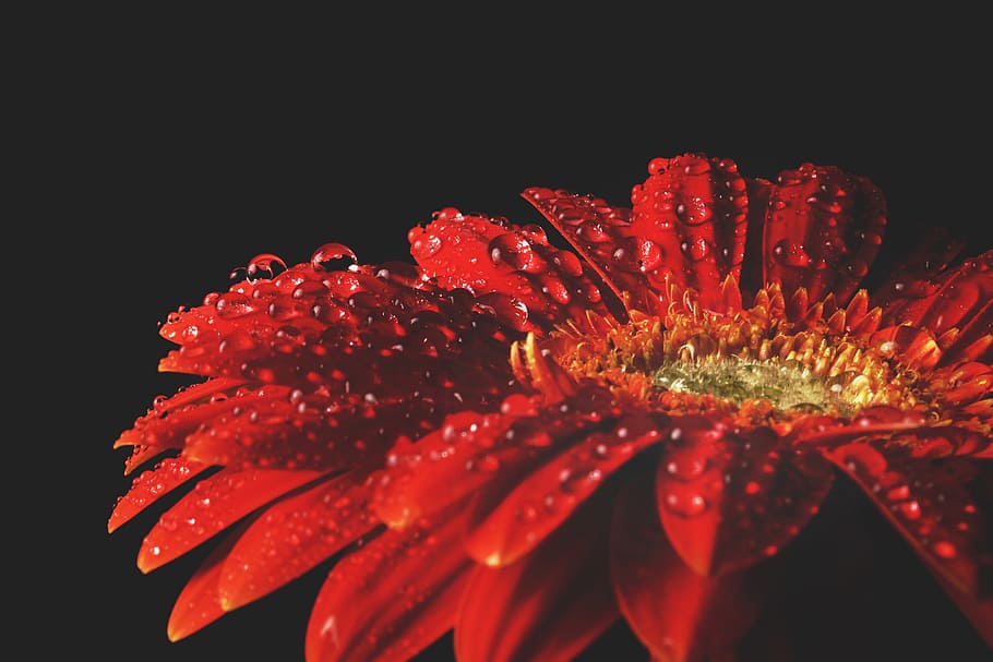 Red flower with water drops, nature, flowers, natural, wet, petal, HD wallpaper