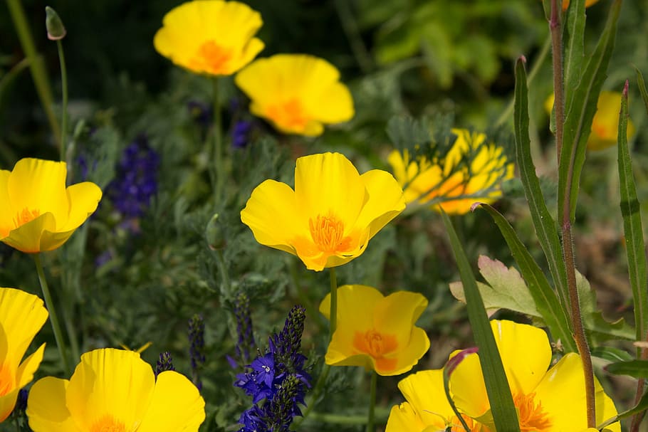 flowers, nature, flowering plant, yellow, freshness, vulnerability HD wallpaper