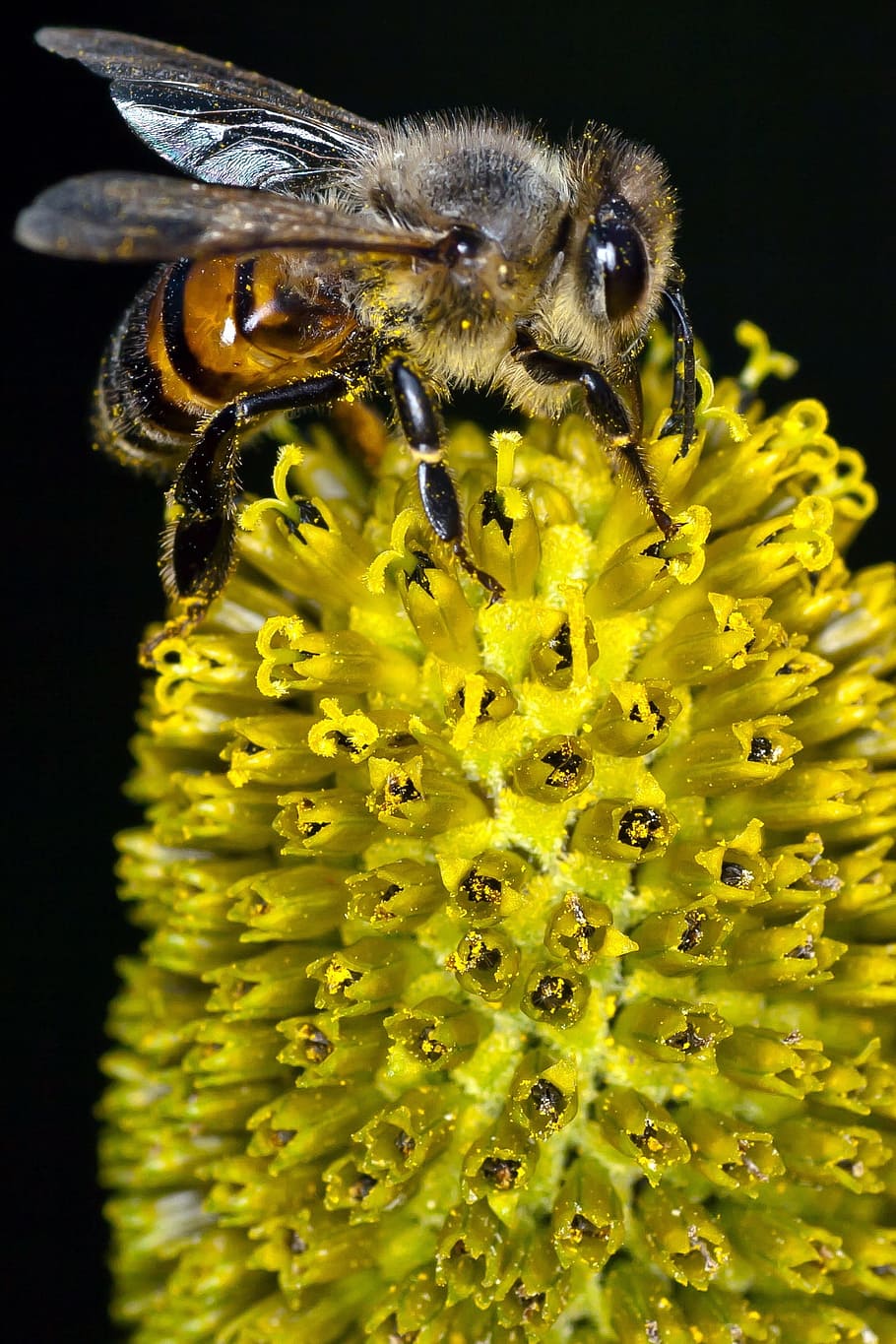 Bee, Yellow, Flower, Pollination, inflorescence, close, pollen HD wallpaper
