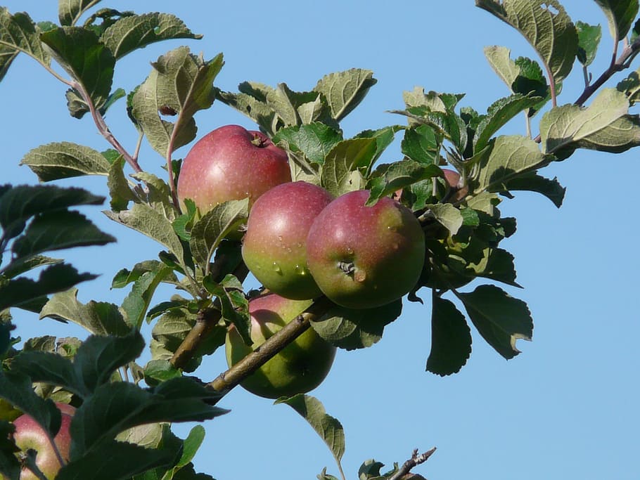 apple, apple tree, red, autumn, vitamins, frisch, healthy, delicious HD wallpaper