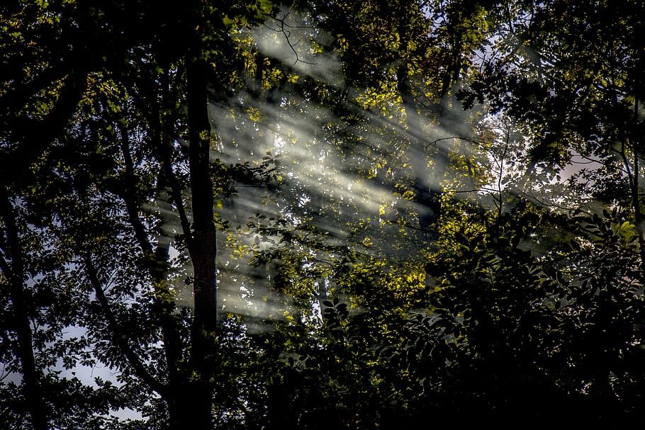 sun, rays, nature, landscape, forest, light, sunset, tree, heaven HD wallpaper