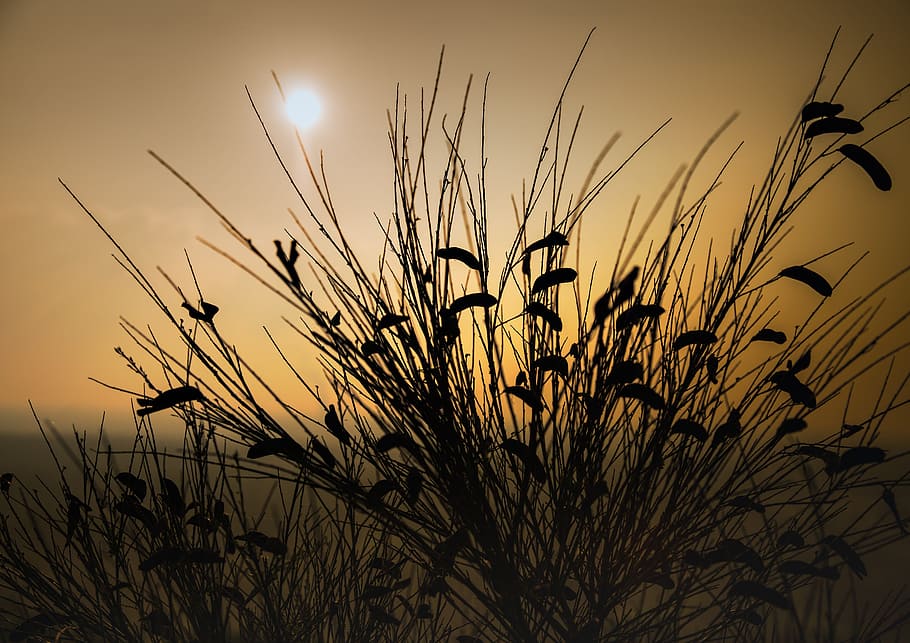 sun, sunset, nature, shadow, plant, sky, beauty in nature, growth HD wallpaper