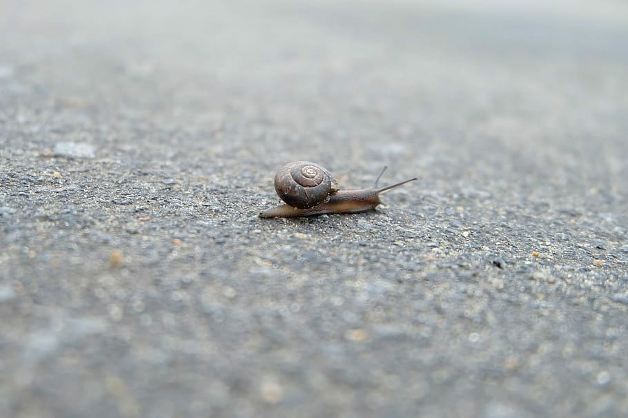 snail, asphalt, closeup, macro, slugs, mollusk, animal wildlife HD wallpaper