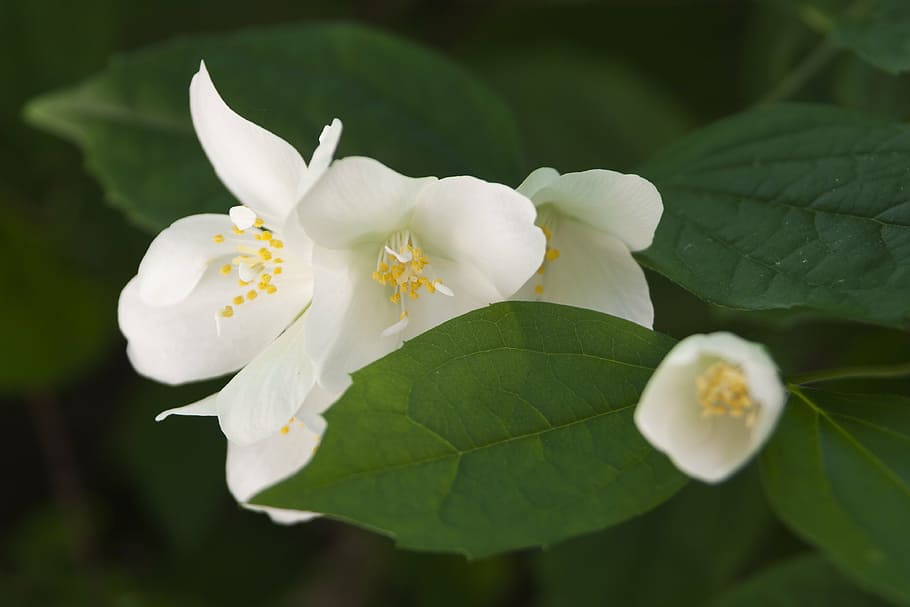 flowers, white, nature, spring, flowering plant, beauty in nature HD wallpaper