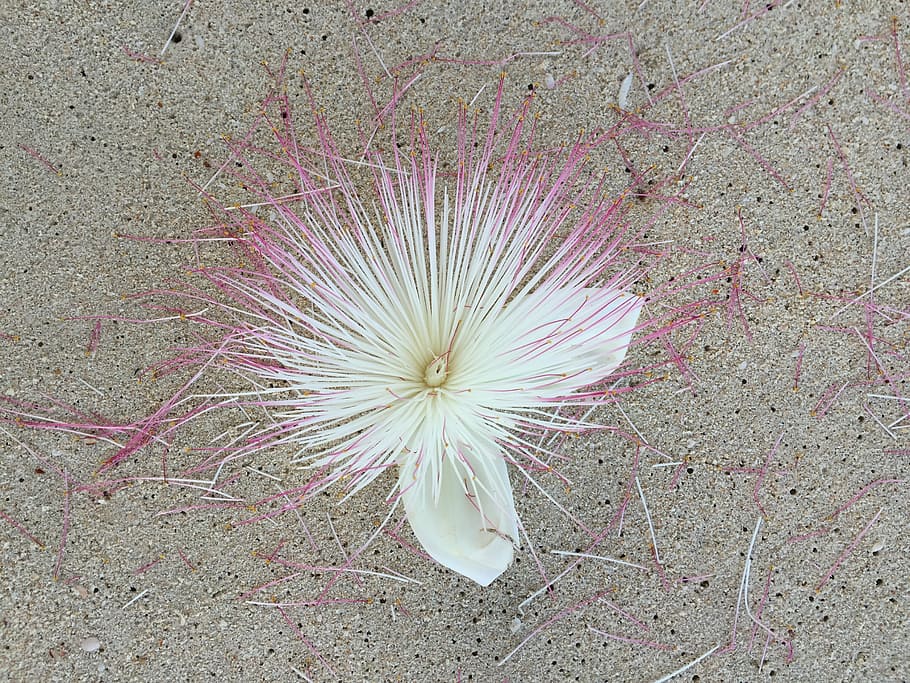 sand, beach, flowers, nature, no people, plant, fragility, vulnerability HD wallpaper