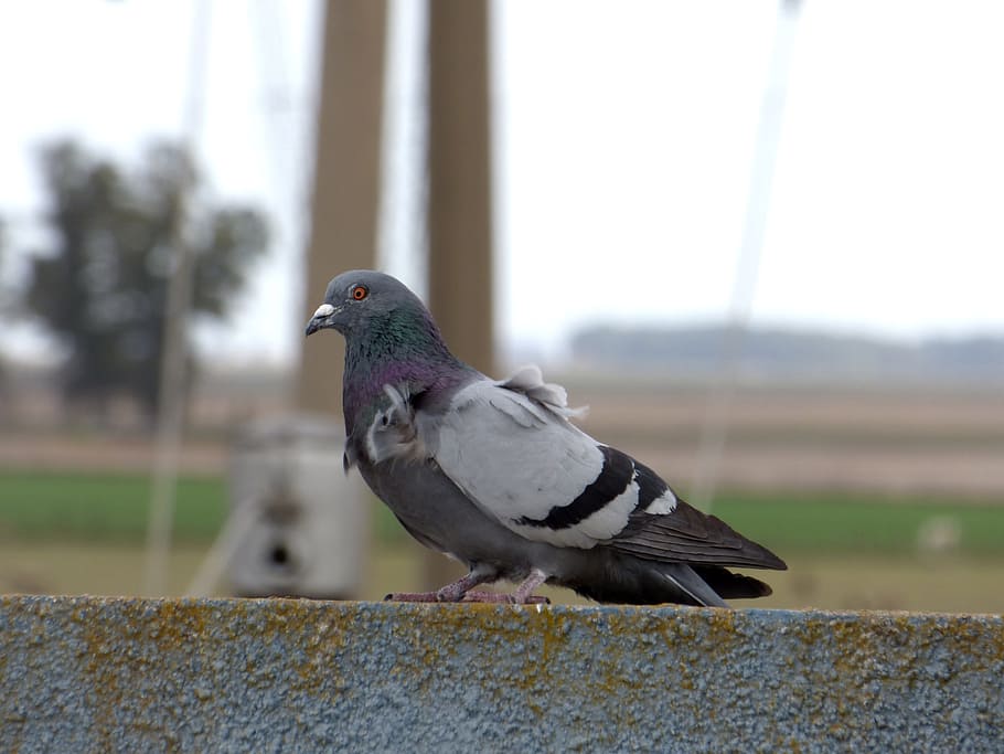 Paloma, Ave, Bird, Feathers, animal wildlife, animal themes HD wallpaper