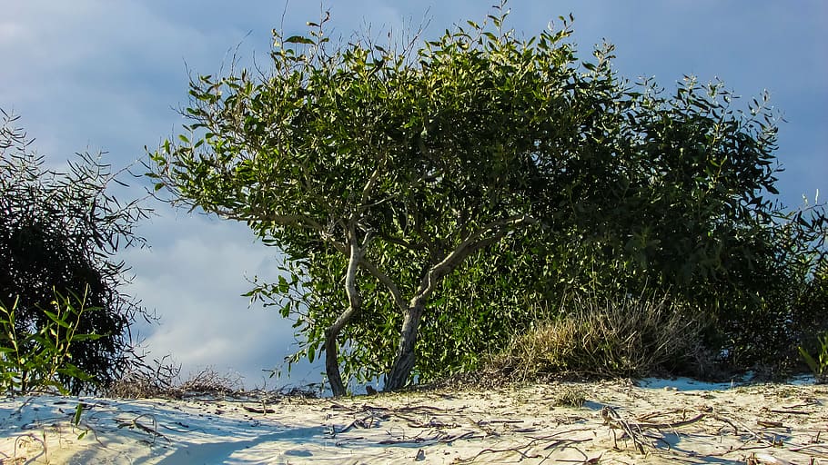 tree, sand, dunes, beach, cyprus, plant, nature, sky, beauty in nature HD wallpaper