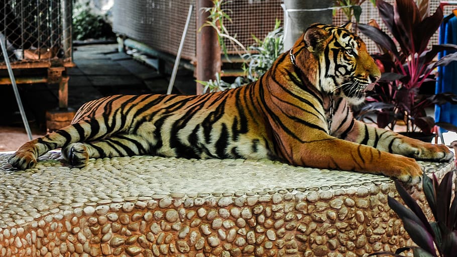 tiger, cat, animal, striped, mammal, carnivore, animal themes HD wallpaper