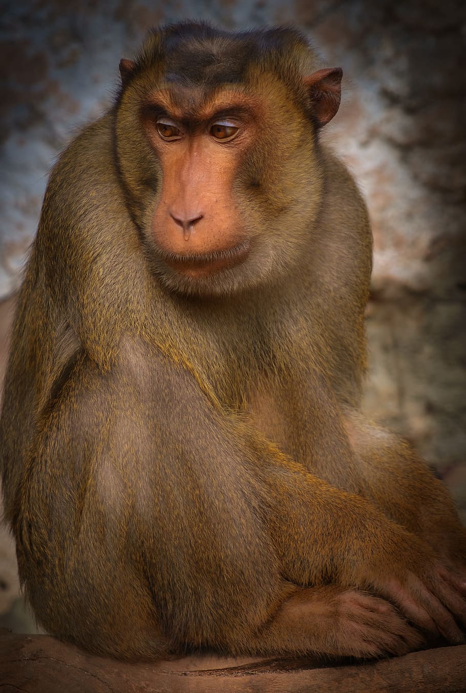 monkey, thoughtful, seated, africa, animal, mammal, primate, HD wallpaper