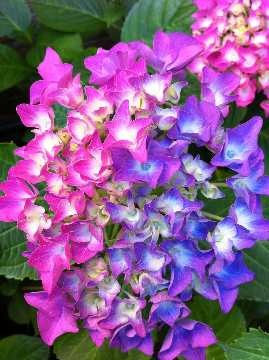 Hydrangea Paniculata, Bush, garden plant, 2 coloured flower HD wallpaper
