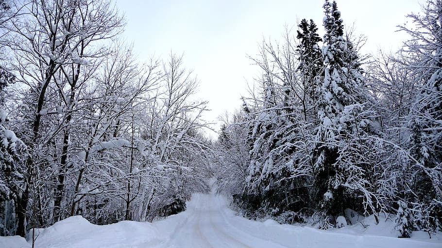 Winter, Snow, Landscape, Trees, winter landscape, hiking, snowy branches HD wallpaper