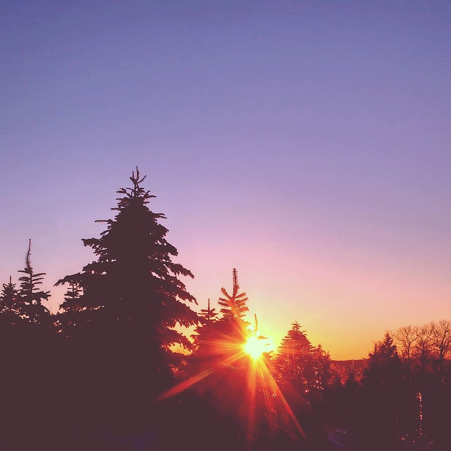 purple, sky, sunset, dusk, silhouette, sun rays, shadow, trees HD wallpaper