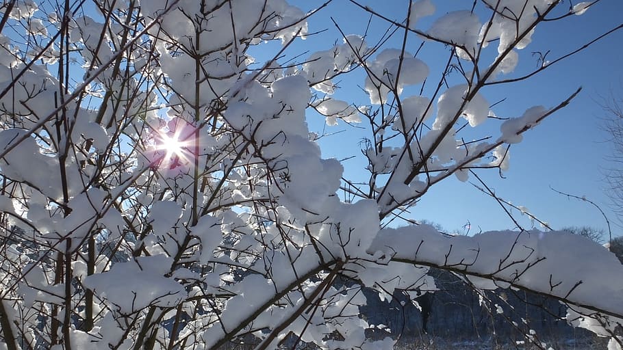 winter, sun, january, white, sunlight, low angle view, tree HD wallpaper