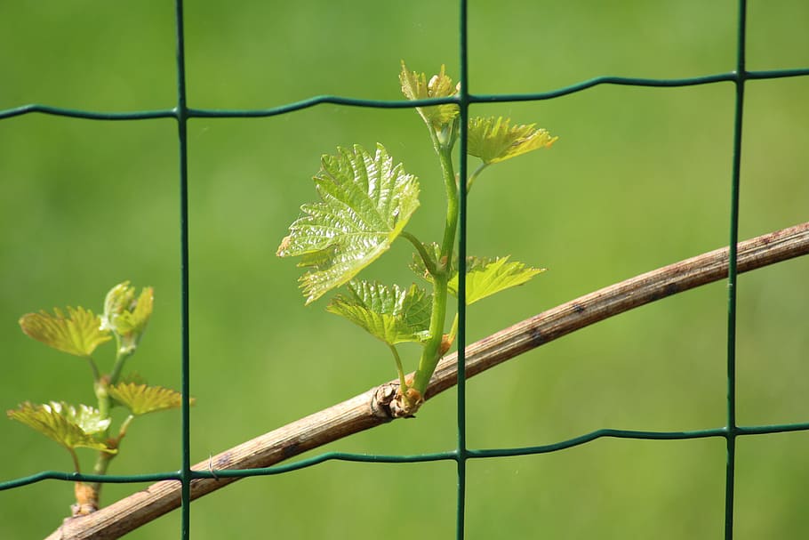 grapes, young leaves, spring, leaf, plant, nature, green, green color HD wallpaper