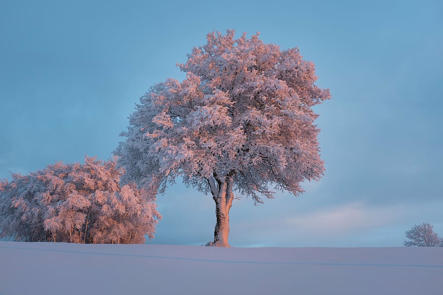 white leafed tree during daytime, landscape, nature, sky, snow HD wallpaper