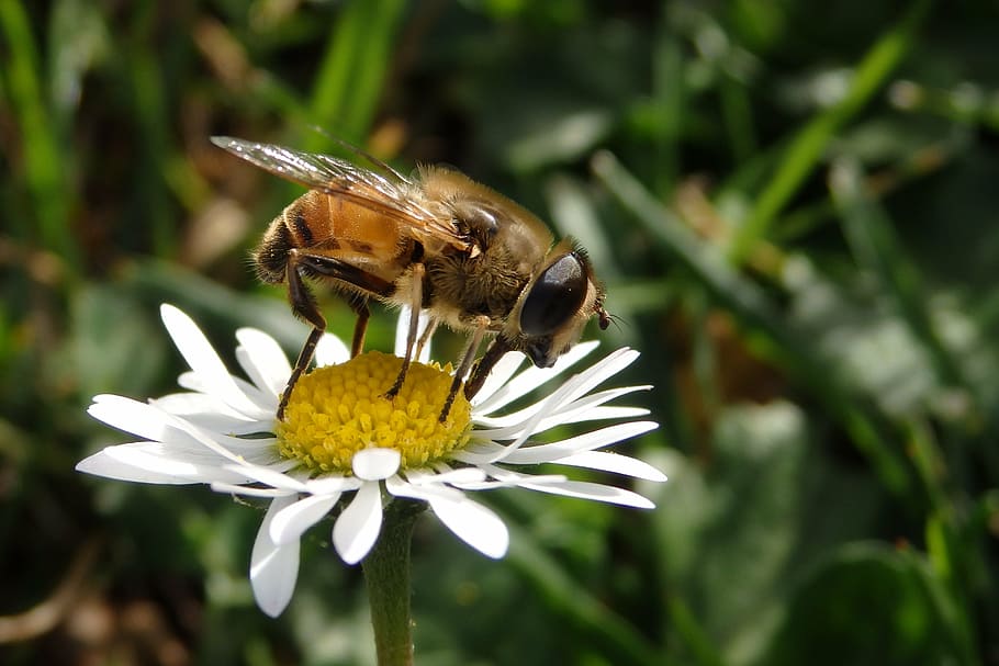 mucha, flower, insect, blooms, wings, closeup, nature, macro HD wallpaper