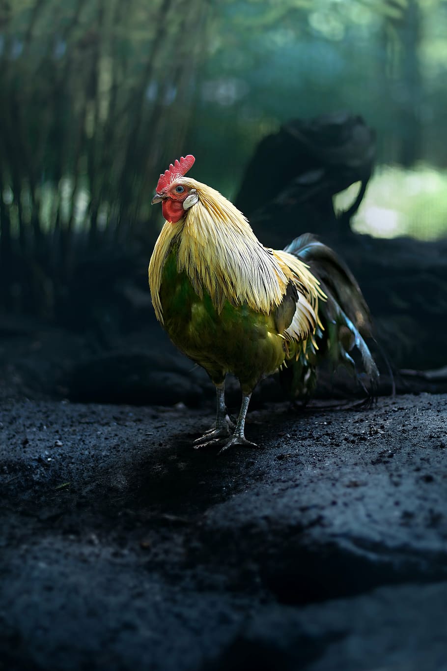 shallow focus photography of rooster, hahn, animal, color, colorful, HD wallpaper
