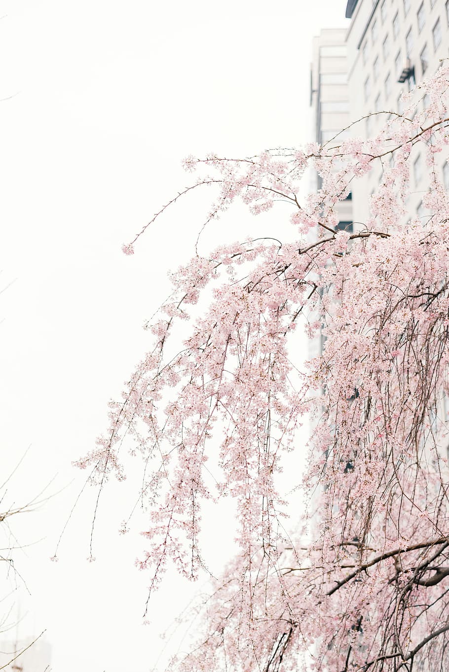 Cherry Blossom at daytime, pink flowers on tree beside building during daytime HD wallpaper