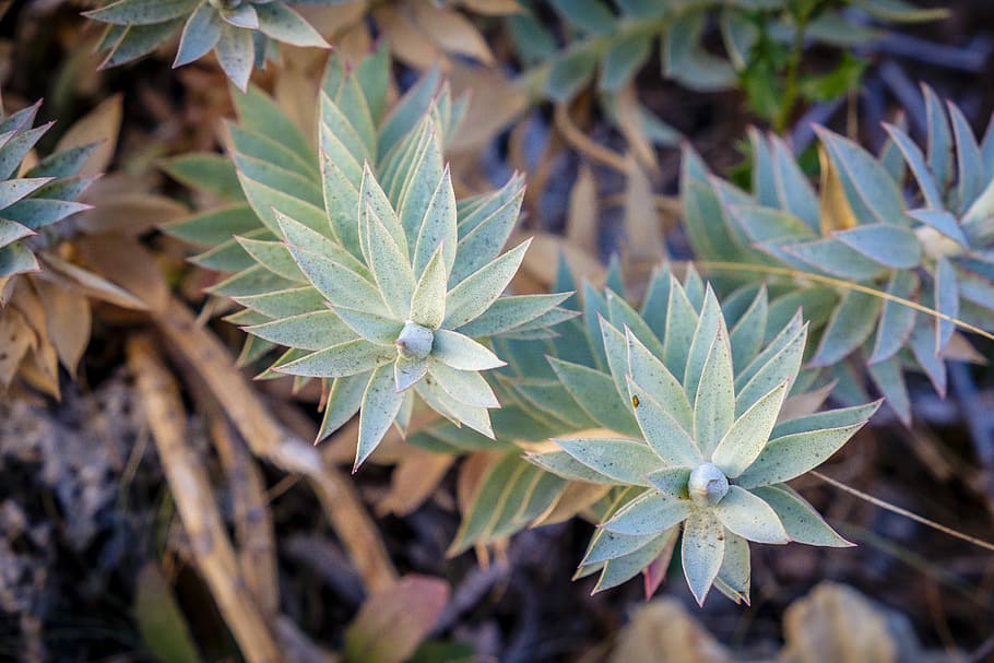 green petaled plants during day, leaf, garden, foliage, trig HD wallpaper