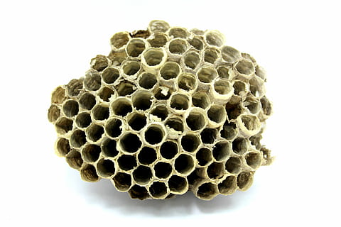 bee, hive, honey, insect, work, breed, fly, wax, natural, record HD wallpaper
